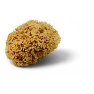 Burete natural 12-14 cm Schuller